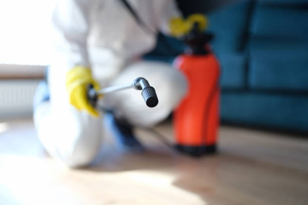 Reliable Reidsville, NC Mold Removal Solutions